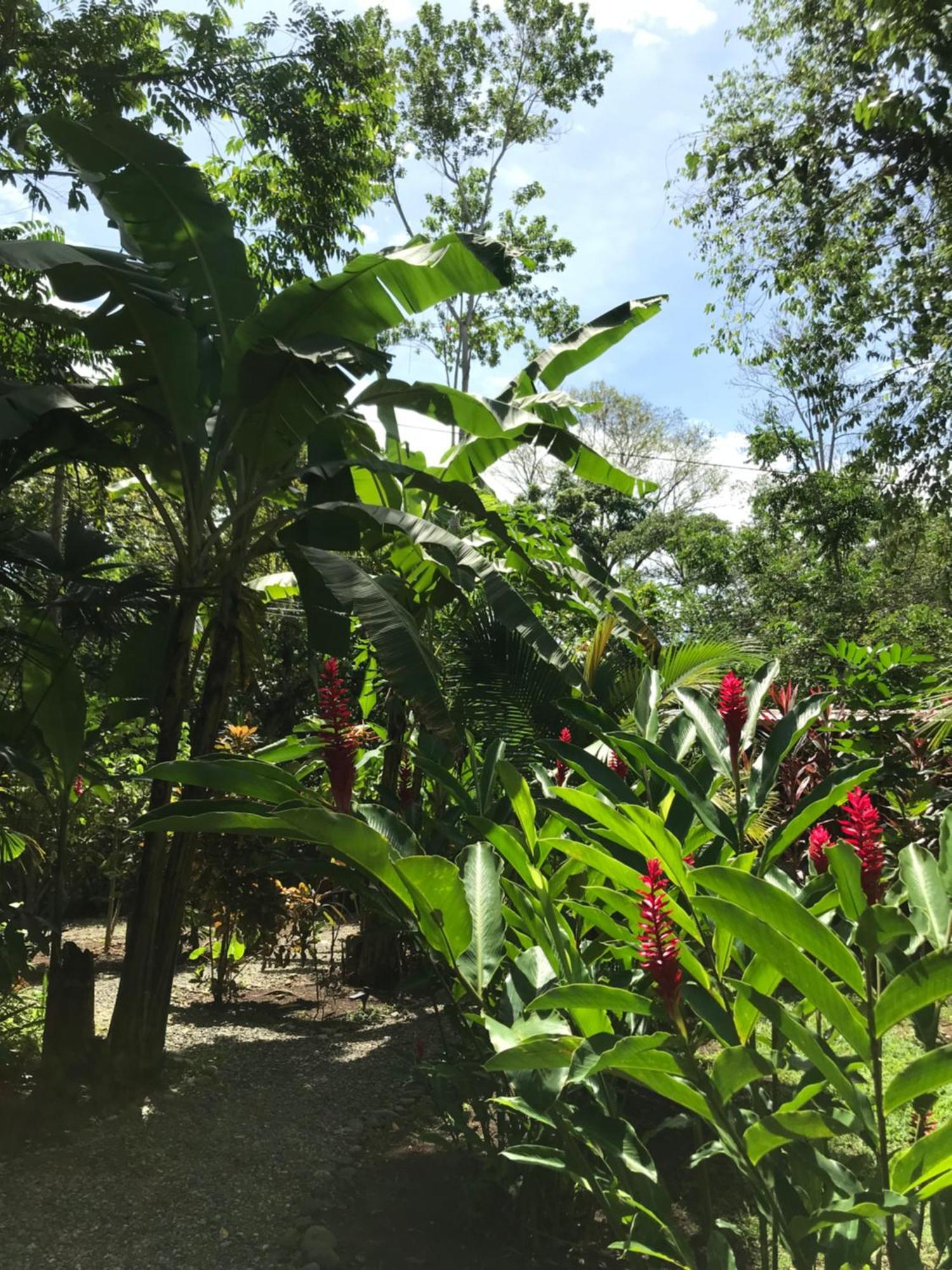 Little Yemanja Bungalow Villa Puerto Viejo de Talamanca Buitenkant foto